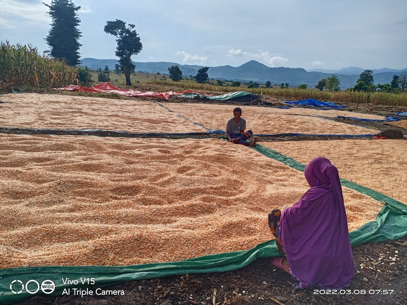 Kadistanbun : Masa Layak Panen Jagung Umur 120 Hari