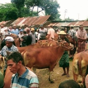 Pasar Hewan Dibuka, Disnakeswan Optimis Mampu Tingkatkan PAD