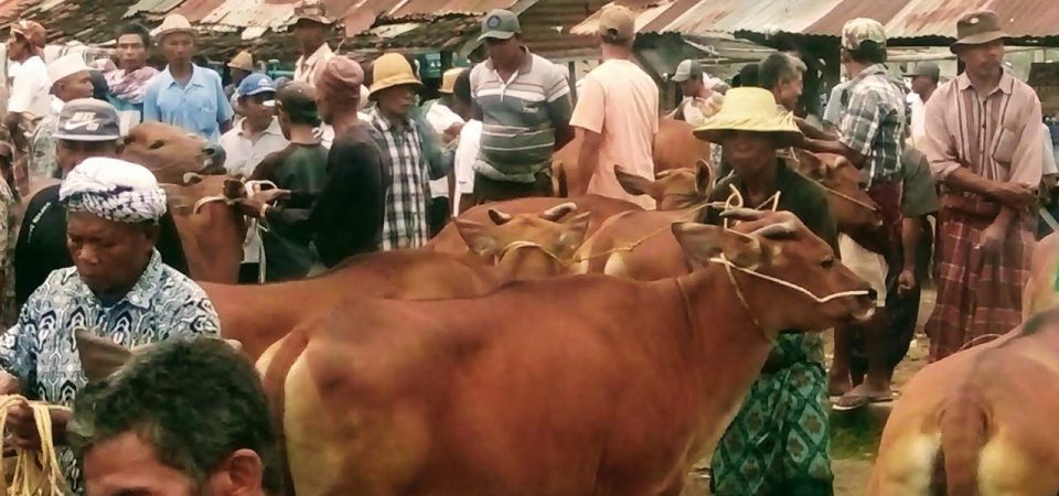 Pasar Hewan Dibuka, Disnakeswan Optimis Mampu Tingkatkan PAD