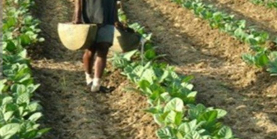 Gigit Jari, Petani Tembakau Tidak Dapat Pupuk Subsidi Lagi