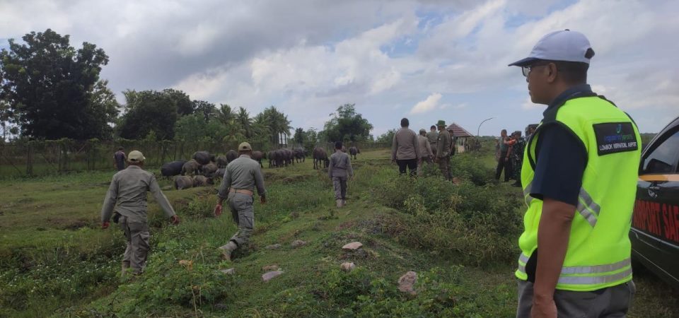 Membahayakan Penerbangan, Angkasa Pura I  Tertibkan Hewan Ternak di Kawasan BIZAM