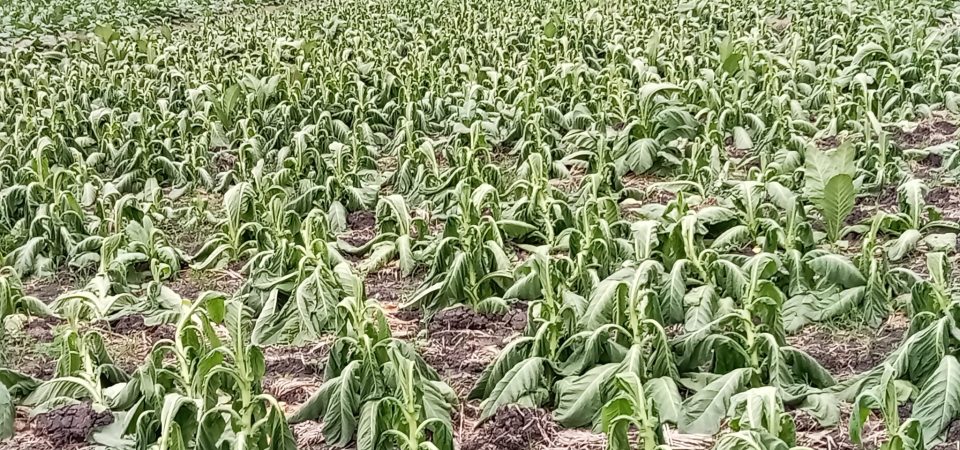 Ribuan Hektare Lahan Petani Tembakau Terdampak Hujan