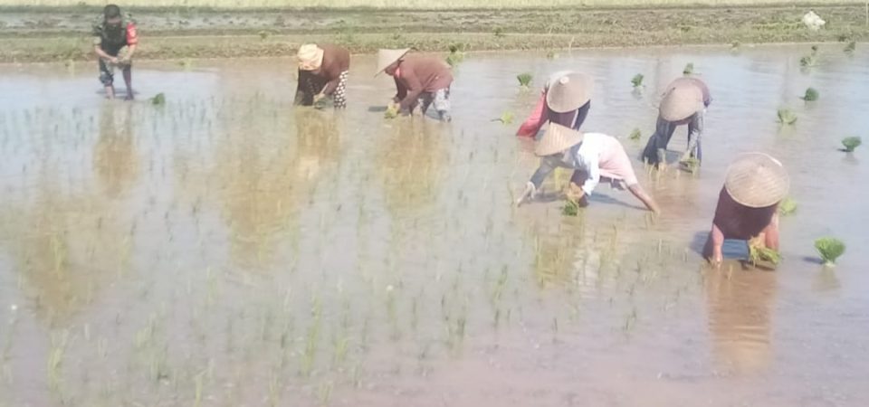 Dukung Ketahanan Pangan Nasional, Kodim 1615/Lotim Lakukan Pendampingan Petani