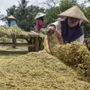 Harga Gabah Mulai Turun,  Harga Beras Masih Tinggi
