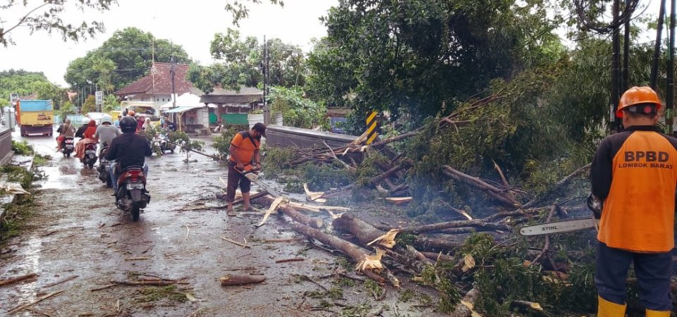 Sekda Lobar Bersama Jajaran OPD,  Eksekusi Sejumlah Pohon Tumbang