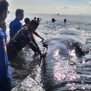 Warga Pringgabaya Utara Digegerkan Penemuan Ikan Paus Raksasa