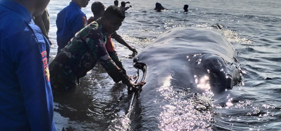Warga Pringgabaya Utara Digegerkan Penemuan Ikan Paus Raksasa