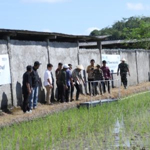 Wabup Tanam Perdana Padi Gama Gora 7 di Pengembur
