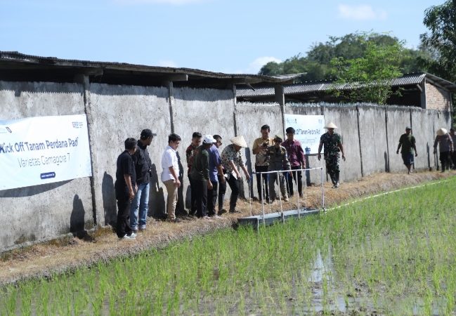 Wabup Tanam Perdana Padi Gama Gora 7 di Pengembur