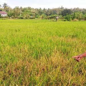 Diduga Karena Pupuk, Tanaman Padi  Warga Raberas Menguning dan Mati