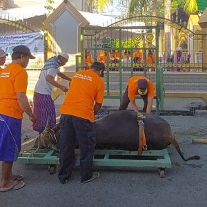 Masjid Jami’ Darussalam Dasan Baru BPS Potong 13 Ekor Hewan Kurban