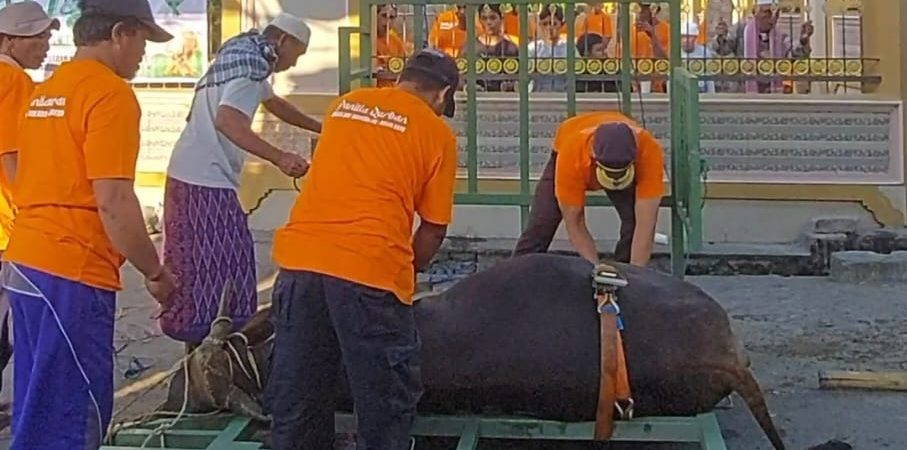 Masjid Jami’ Darussalam Dasan Baru BPS Potong 13 Ekor Hewan Kurban