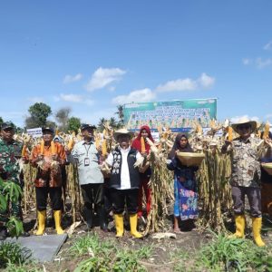 Fasilitasi Program ICARE, Pjs Bupati Panen Jagung di Bunut Baok