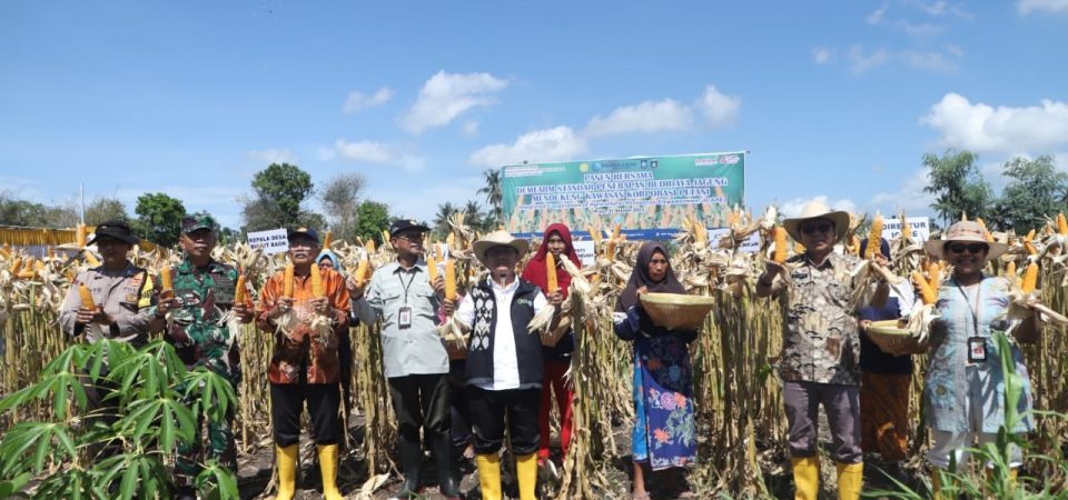 Fasilitasi Program ICARE, Pjs Bupati Panen Jagung di Bunut Baok