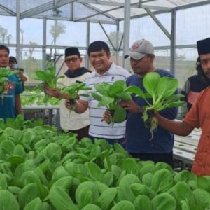 Desa Segala Anyar Panen Perdana Sayuran Hidroponik