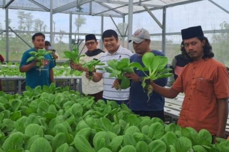 Desa Segala Anyar Panen Perdana Sayuran Hidroponik