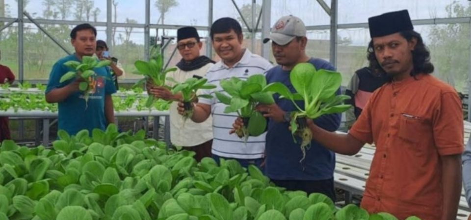 Desa Segala Anyar Panen Perdana Sayuran Hidroponik