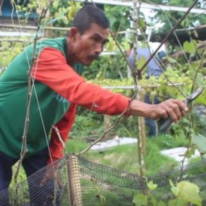 Desa Ketare Siap Jadi Kampung Wisata Anggur