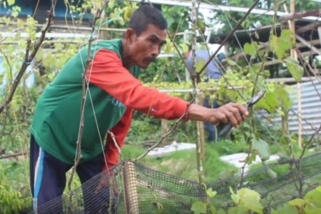 Desa Ketare Siap Jadi Kampung Wisata Anggur