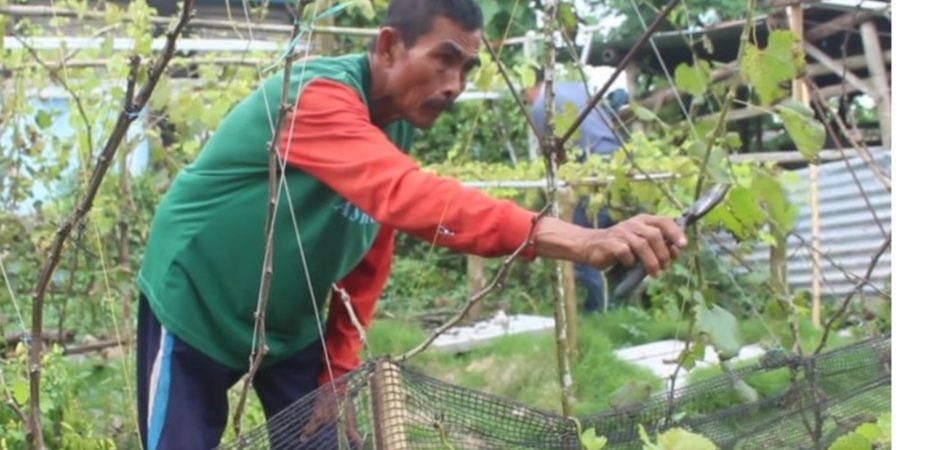 Desa Ketare Siap Jadi Kampung Wisata Anggur