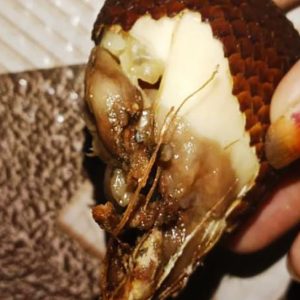 Diprotes Sajikan Buah dan Telur Busuk,  Ini Penjelasan Dapur MBG Paremas