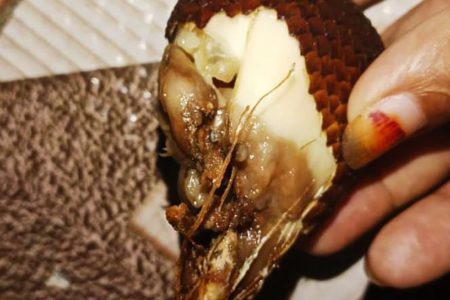 Diprotes Sajikan Buah dan Telur Busuk,  Ini Penjelasan Dapur MBG Paremas