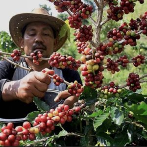 Ketekunan Petani Kopi Segala Anyar Berbuah Manis