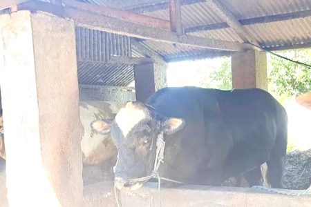 Sapi Kurban Presiden Prabowo  Dibeli di Peternak Tirtanadi Berbobot 1 Ton