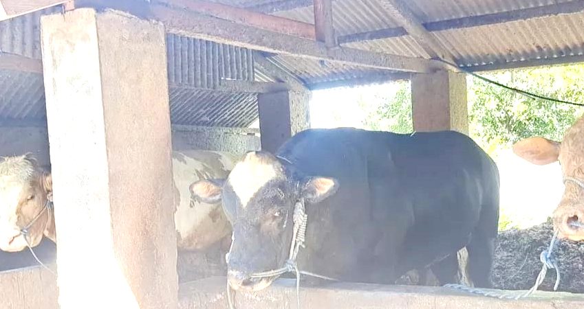 Sapi Kurban Presiden Prabowo Dibeli di Peternak Tirtanadi Berbobot 1 Ton